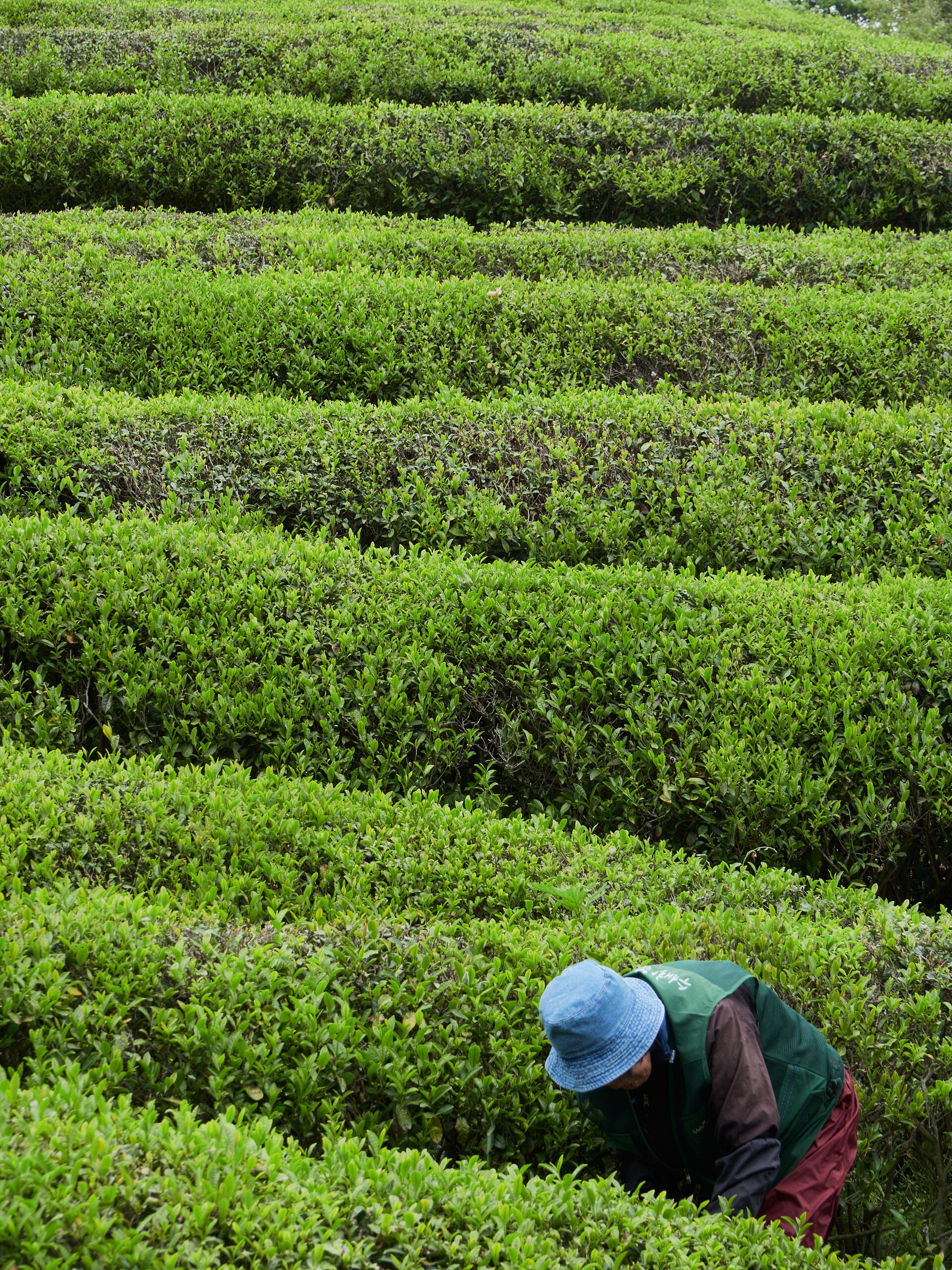 A tea picker in a blue hat bends into rows of tea bushes at Boseong, South Korea.
