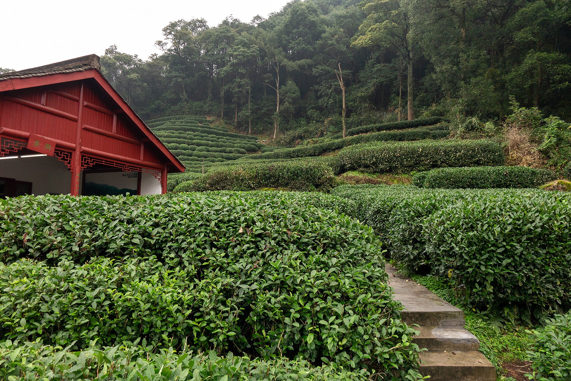 Terraced rows of tea bushes climbing a forested hillside beside a red-roofed pavilion at Longjing, near Hangzhou, China.